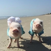 萌化啦！超高清可爱猪猪头像来袭🐷 动物头像 第17张