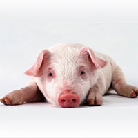 萌化啦！超高清可爱猪猪头像来袭🐷 动物头像 第8张