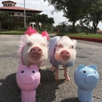 萌化啦！超高清可爱猪猪头像来袭🐷 动物头像 第25张