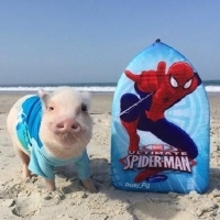 萌化啦！超高清可爱猪猪头像来袭🐷 动物头像 第20张