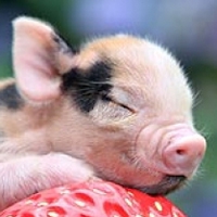 萌化啦！超高清可爱猪猪头像来袭🐷 动物头像 第15张