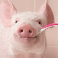 萌化啦！超高清可爱猪猪头像来袭🐷 动物头像 第1张