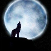 超A冷酷霸气狼系头像来袭🐺 动物头像 第5张