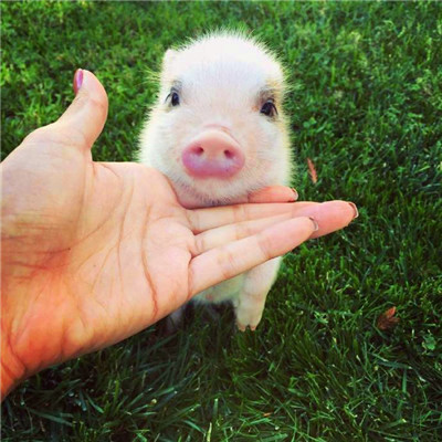 萌炸啦！超可爱的猪猪头像来袭🐷  动物头像 第26张
