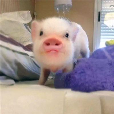 萌炸啦！超可爱的猪猪头像来袭🐷  动物头像 第15张