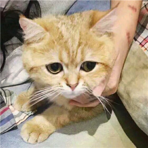 超萌带猫情侣头像来袭🐱一左一右超有默契 情侣头像 第18张 超萌带猫情侣头像来袭🐱一左一右超有默契 情侣头像 第18张