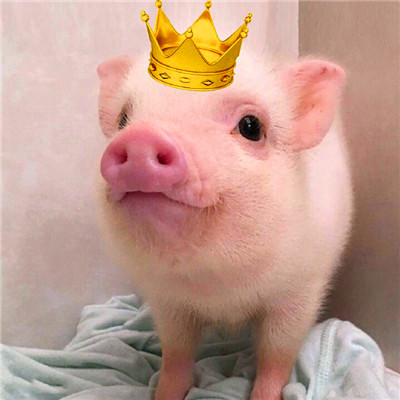 萌炸啦！超可爱的猪猪头像来袭🐷  动物头像 第1张