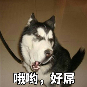 哈士奇头像来袭🐕 萌趣与搞怪并存! 动物头像 第11张 哈士奇头像来袭🐕 萌趣与搞怪并存! 动物头像 第11张