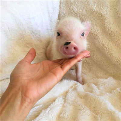萌炸啦！超可爱的猪猪头像来袭🐷  动物头像 第24张