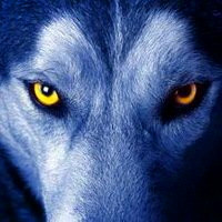 超A冷酷霸气狼系头像来袭🐺 动物头像 第16张