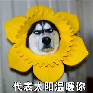 哈士奇头像来袭🐕 萌趣与搞怪并存! 动物头像 第17张 哈士奇头像来袭🐕 萌趣与搞怪并存! 动物头像 第17张