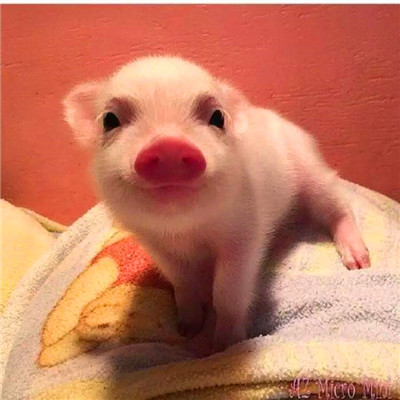 萌炸啦！超可爱的猪猪头像来袭🐷  动物头像 第14张