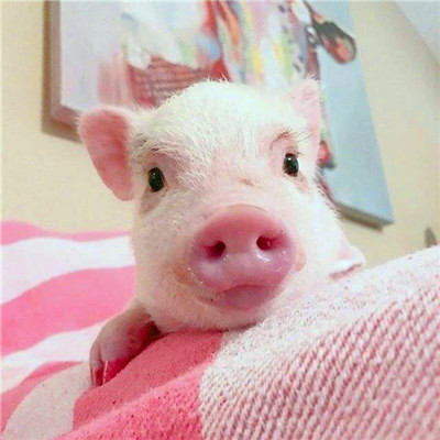 萌炸啦！超可爱的猪猪头像来袭🐷  动物头像 第23张