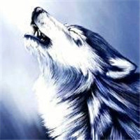 超A冷酷霸气狼系头像来袭🐺 动物头像 第6张