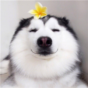哈士奇头像来袭🐕 萌趣与搞怪并存! 动物头像 第1张 哈士奇头像来袭🐕 萌趣与搞怪并存! 动物头像 第1张