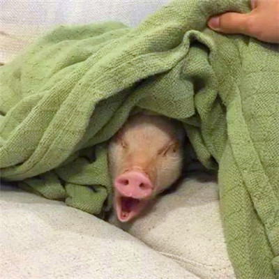 萌炸啦！超可爱的猪猪头像来袭🐷  动物头像 第12张