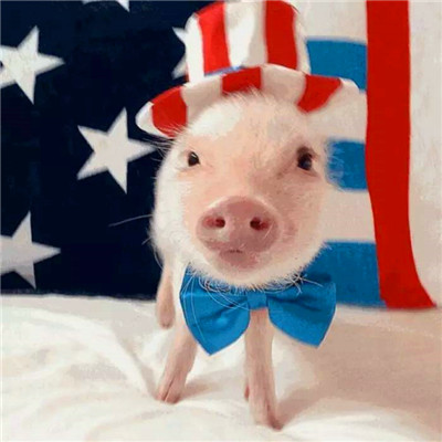 萌炸啦！超可爱的猪猪头像来袭🐷  动物头像 第11张