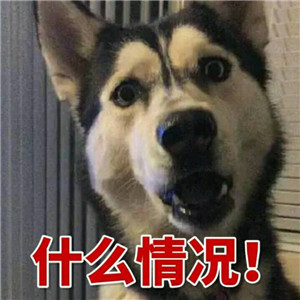 哈士奇头像来袭🐕 萌趣与搞怪并存! 动物头像 第13张 哈士奇头像来袭🐕 萌趣与搞怪并存! 动物头像 第13张