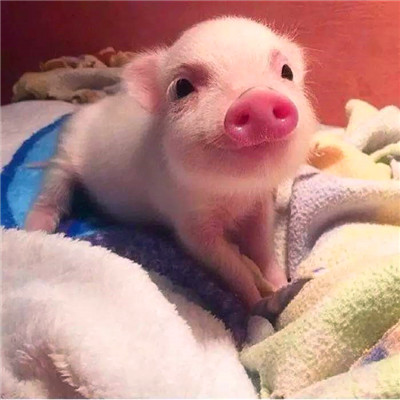 萌炸啦！超可爱的猪猪头像来袭🐷  动物头像 第2张