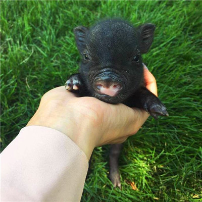 萌炸啦！超可爱的猪猪头像来袭🐷  动物头像 第16张