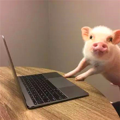 萌炸啦！超可爱的猪猪头像来袭🐷  动物头像 第4张