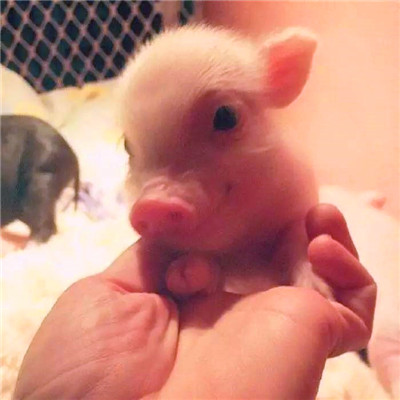 萌炸啦！超可爱的猪猪头像来袭🐷  动物头像 第8张