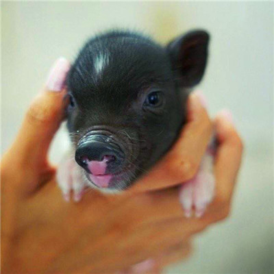 萌炸啦！超可爱的猪猪头像来袭🐷  动物头像 第25张
