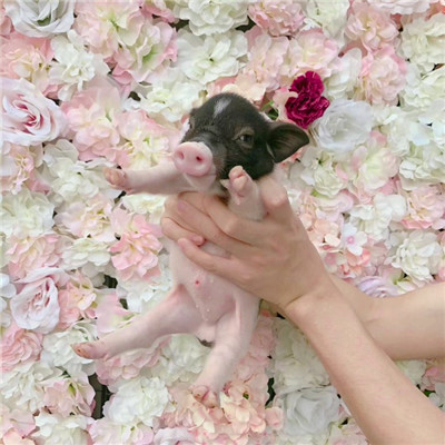 萌炸啦！超可爱的猪猪头像来袭🐷  动物头像 第29张