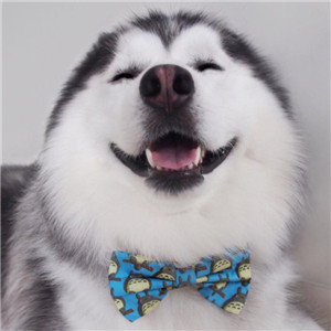 哈士奇头像来袭🐕 萌趣与搞怪并存! 动物头像 第16张 哈士奇头像来袭🐕 萌趣与搞怪并存! 动物头像 第16张