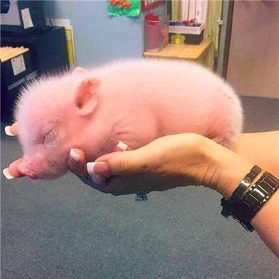 萌炸啦！超可爱的猪猪头像来袭🐷  动物头像 第20张