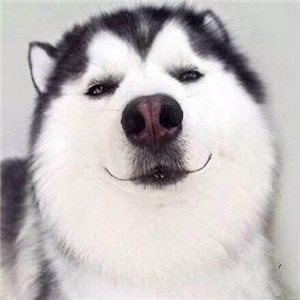 哈士奇头像来袭🐕 萌趣与搞怪并存! 动物头像 第2张 哈士奇头像来袭🐕 萌趣与搞怪并存! 动物头像 第2张