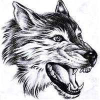 超A冷酷霸气狼系头像来袭🐺 动物头像 第11张