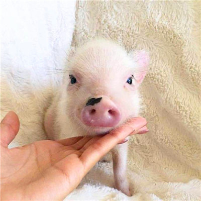 萌炸啦！超可爱的猪猪头像来袭🐷  动物头像 第27张