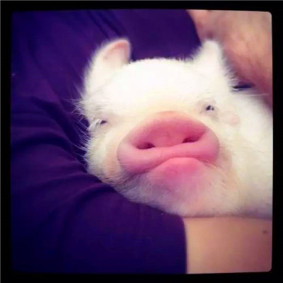 萌炸啦！超可爱的猪猪头像来袭🐷  动物头像 第3张