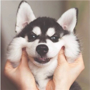 哈士奇头像来袭🐕 萌趣与搞怪并存! 动物头像 第3张 哈士奇头像来袭🐕 萌趣与搞怪并存! 动物头像 第3张