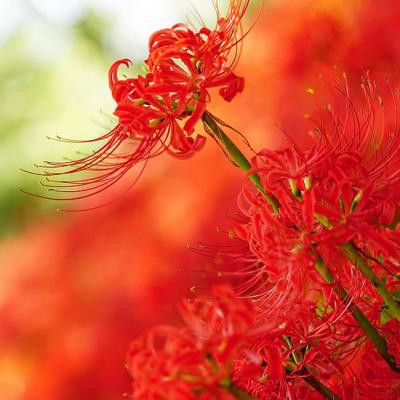 超全花系微信头像大集合来啦！ 风景头像 第6张