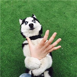 哈士奇头像来袭🐕 萌趣与搞怪并存! 动物头像 第6张 哈士奇头像来袭🐕 萌趣与搞怪并存! 动物头像 第6张
