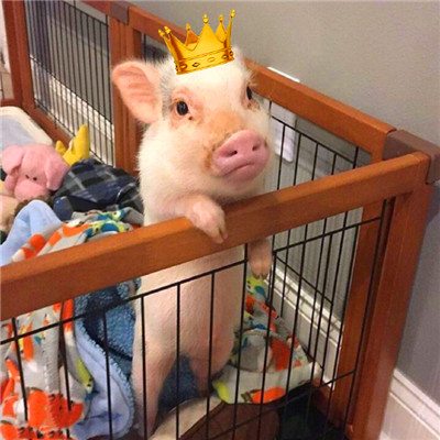 萌炸啦！超可爱的猪猪头像来袭🐷  动物头像 第30张