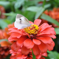 🌸唯美蝶恋花头像大集合,快来挑! 其它头像 第11张 🌸唯美蝶恋花头像大集合,快来挑! 其它头像 第11张