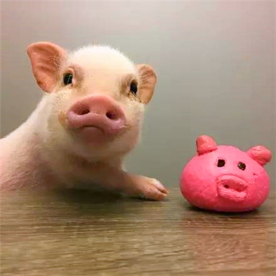 萌炸啦！超可爱的猪猪头像来袭🐷  动物头像 第10张