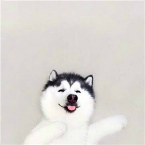 哈士奇头像来袭🐕 萌趣与搞怪并存! 动物头像 第15张 哈士奇头像来袭🐕 萌趣与搞怪并存! 动物头像 第15张