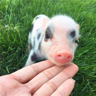 萌炸啦！超可爱的猪猪头像来袭🐷  动物头像 第18张