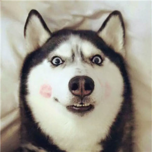 哈士奇头像来袭🐕 萌趣与搞怪并存! 动物头像 第9张 哈士奇头像来袭🐕 萌趣与搞怪并存! 动物头像 第9张