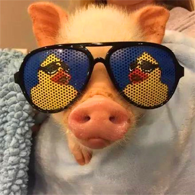 萌炸啦！超可爱的猪猪头像来袭🐷  动物头像 第31张