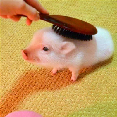 萌炸啦！超可爱的猪猪头像来袭🐷  动物头像 第13张