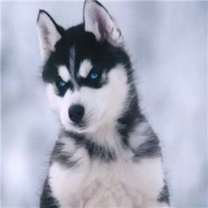 哈士奇头像来袭🐕 萌趣与搞怪并存! 动物头像 第4张 哈士奇头像来袭🐕 萌趣与搞怪并存! 动物头像 第4张