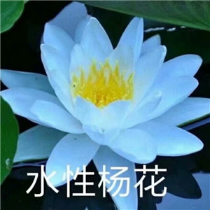 绝美好看的莲花微信头像大全🌸 其它头像 第18张 绝美好看的莲花微信头像大全🌸 其它头像 第18张
