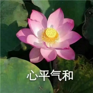绝美好看的莲花微信头像大全🌸 其它头像 第35张 绝美好看的莲花微信头像大全🌸 其它头像 第35张