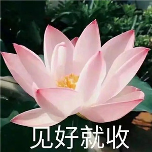 绝美好看的莲花微信头像大全🌸 其它头像 第28张 绝美好看的莲花微信头像大全🌸 其它头像 第28张