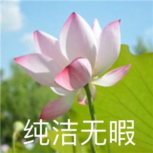 绝美好看的莲花微信头像大全🌸 其它头像 第23张 绝美好看的莲花微信头像大全🌸 其它头像 第23张